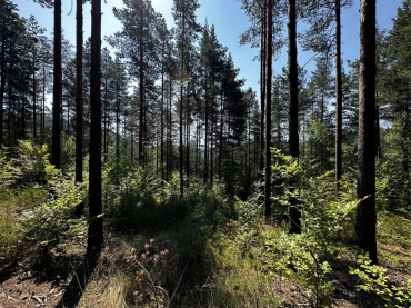 Благоевград, гр. Разлог, Продава 